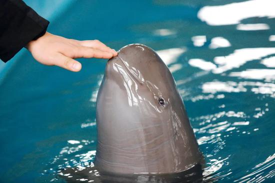 濒危江豚：长江最后一种哺乳动物的命运